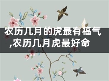 农历几月的虎最有福气,农历几月虎最好命