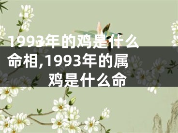 1993年的鸡是什么命相,1993年的属鸡是什么命