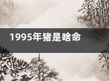 1995年猪是啥命