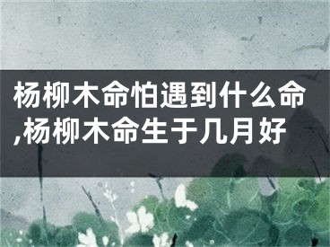 杨柳木命怕遇到什么命,杨柳木命生于几月好