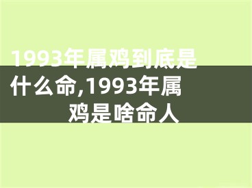 1993年属鸡到底是什么命,1993年属鸡是啥命人