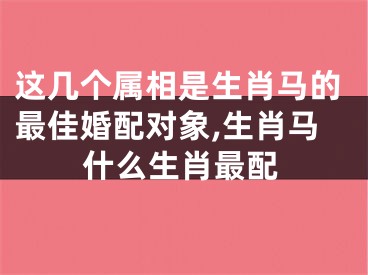 这几个属相是生肖马的最佳婚配对象,生肖马什么生肖最配