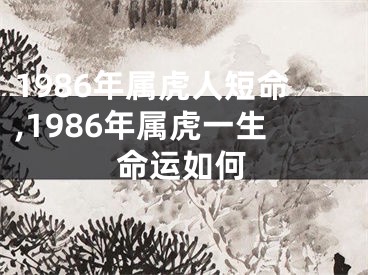 1986年属虎人短命,1986年属虎一生命运如何