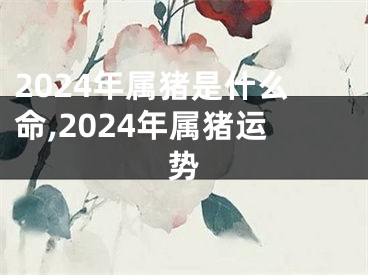 2024年属猪是什么命,2024年属猪运势