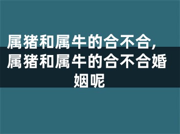 属猪和属牛的合不合,属猪和属牛的合不合婚姻呢