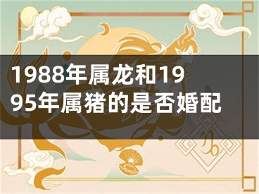 1988年属龙和1995年属猪的是否婚配