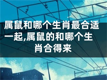 属鼠和哪个生肖最合适一起,属鼠的和哪个生肖合得来