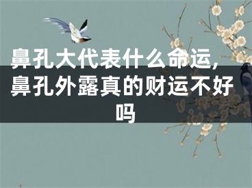 鼻孔大代表什么命运,鼻孔外露真的财运不好吗