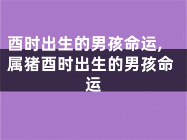 酉时出生的男孩命运,属猪酉时出生的男孩命运