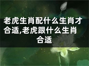 老虎生肖配什么生肖才合适,老虎跟什么生肖合适