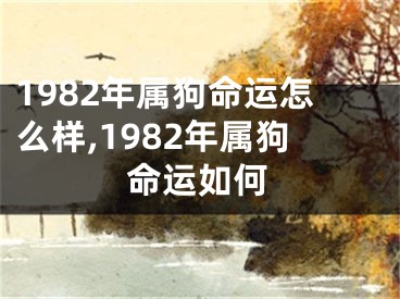 1982年属狗命运怎么样,1982年属狗命运如何