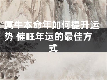 属牛本命年如何提升运势 催旺年运的最佳方式