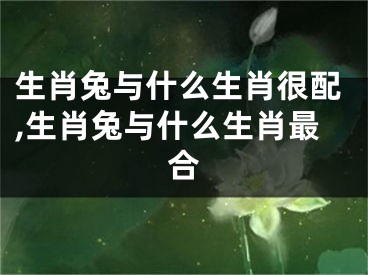 生肖兔与什么生肖很配,生肖兔与什么生肖最合