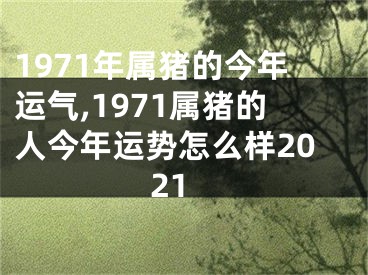 1971年属猪的今年运气,1971属猪的人今年运势怎么样2021