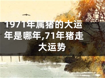 1971年属猪的大运年是哪年,71年猪走大运势