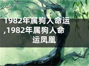 1982年属狗人命运,1982年属狗人命运凤凰