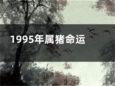 1995年属猪命运