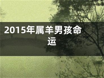 2015年属羊男孩命运