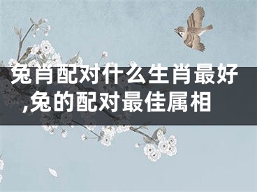 兔肖配对什么生肖最好,兔的配对最佳属相