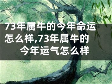 73年属牛的今年命运怎么样,73年属牛的今年运气怎么样