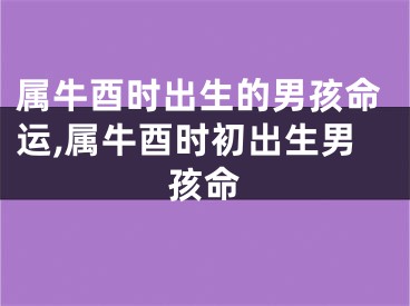 属牛酉时出生的男孩命运,属牛酉时初出生男孩命