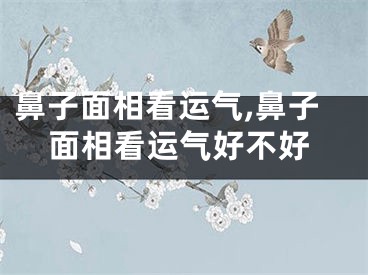 鼻子面相看运气,鼻子面相看运气好不好