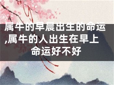 属牛的早晨出生的命运,属牛的人出生在早上命运好不好