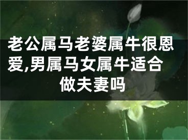 老公属马老婆属牛很恩爱,男属马女属牛适合做夫妻吗