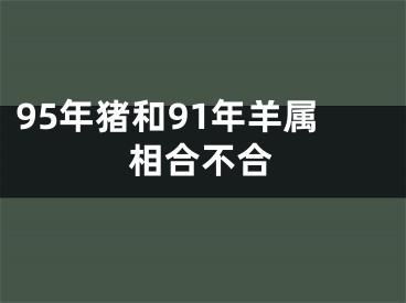 95年猪和91年羊属相合不合