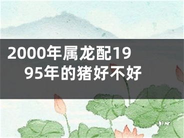 2000年属龙配1995年的猪好不好