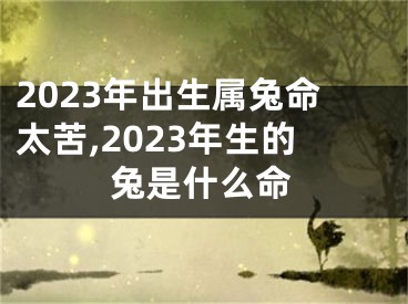 2023年出生属兔命太苦,2023年生的兔是什么命