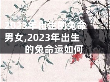 2023年出生的兔命男女,2023年出生的兔命运如何