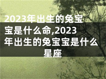 2023年出生的兔宝宝是什么命,2023年出生的兔宝宝是什么星座