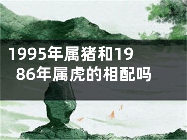 1995年属猪和1986年属虎的相配吗