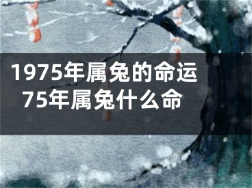 1975年属兔的命运  75年属兔什么命