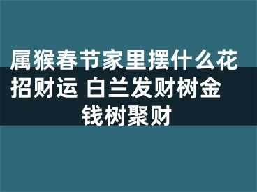 属猴春节家里摆什么花招财运 白兰发财树金钱树聚财