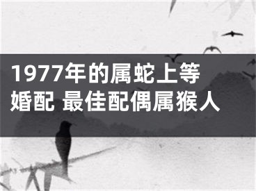 1977年的属蛇上等婚配 最佳配偶属猴人