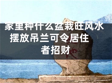 家里种什么盆栽旺风水  摆放吊兰可令居住者招财