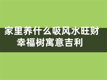 家里养什么吸风水旺财 幸福树寓意吉利