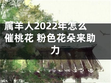 属羊人2022年怎么催桃花 粉色花朵来助力