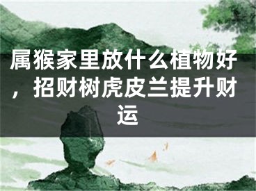 属猴家里放什么植物好，招财树虎皮兰提升财运