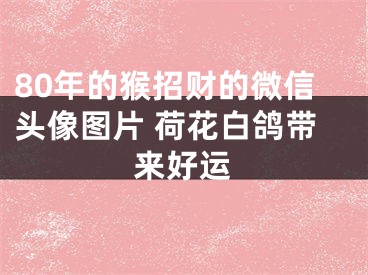 80年的猴招财的微信头像图片 荷花白鸽带来好运