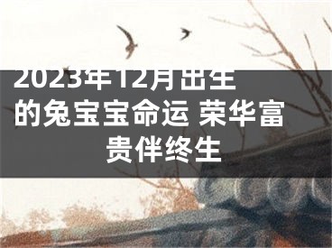 2023年12月出生的兔宝宝命运 荣华富贵伴终生