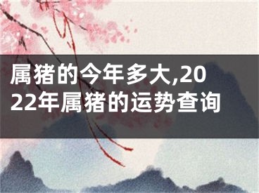 属猪的今年多大,2022年属猪的运势查询