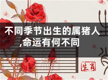 不同季节出生的属猪人,命运有何不同