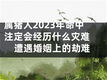 属猪人2023年命中注定会经历什么灾难 遭遇婚姻上的劫难