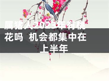 属猪人2023年有桃花吗  机会都集中在上半年