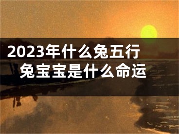 2023年什么兔五行 兔宝宝是什么命运