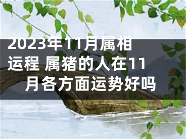 2023年11月属相运程 属猪的人在11月各方面运势好吗