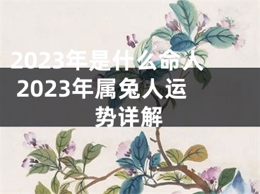 2023年是什么命人 2023年属兔人运势详解